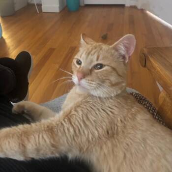 Domestic Short Hair Cats Available for Adoption - Valentin | PetCurious