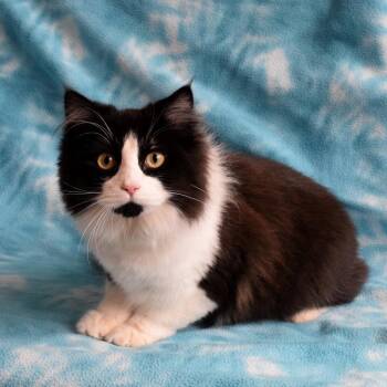Domestic Long Hair Cats Available for Adoption - Princess Donut | PetCurious