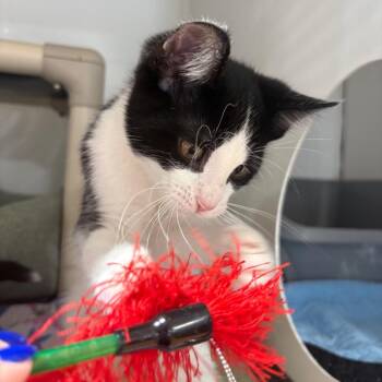 Trojan -  Domestic Short Hair Cat for Adoption in Puslinch, Ontario - Trojan | PetCurious