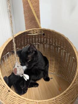 VESPERA -  Domestic Short Hair Cat for Adoption in Sandusky, Ohio - VESPERA | PetCurious