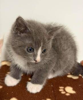 Kalena -  Domestic Short Hair Cat for Adoption in Othello, Washington - Kalena | PetCurious