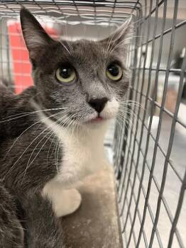 SILLY SALLY -  Domestic Short Hair Cat for Adoption in Las Vegas, Nevada - SILLY SALLY | PetCurious