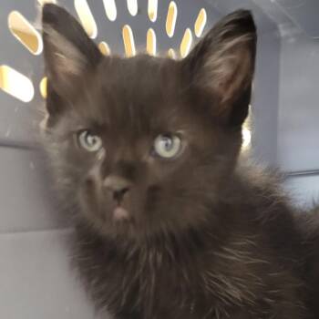 Lum Berry -  Domestic Short Hair Cat for Adoption in Milan, Illinois - Lum Berry | PetCurious