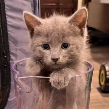Onyx -  Russian Blue and Domestic Medium Hair Cat for Adoption in Houston, Texas - Onyx | PetCurious