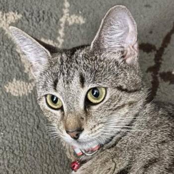 Nora River -  Domestic Short Hair Cat for Adoption in Hudson, Massachusetts - Nora River | PetCurious