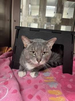 Domestic Short Hair Cats Available for Adoption - Scotty | PetCurious