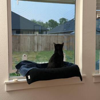 American Shorthair Cats Available for Adoption in Bentonville, Arkansas - Bobbie | PetCurious