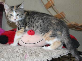 Rescue Domestic Short Hair Cats for Adoption in Huron, South Dakota - Apricot | PetCurious