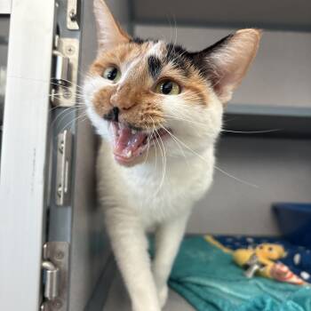 Rescue Domestic Short Hair Cats for Adoption in Waterloo, Iowa - Tansy | PetCurious