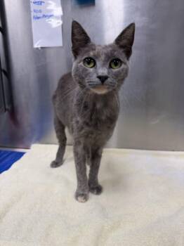 LINDA -  Domestic Short Hair Cat for Adoption in Hagerstown, Maryland - LINDA | PetCurious