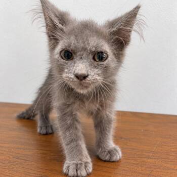 Fungi -  Domestic Short Hair Cat for Adoption in Austin, Texas - Fungi | PetCurious