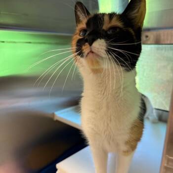 Lychee -  Domestic Short Hair Cat for Adoption in Fairport, New York - Lychee | PetCurious