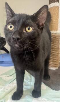 Max -  Domestic Short Hair Cat for Adoption in Erin, Ontario - Max | PetCurious