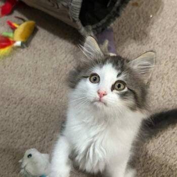 Rescue Domestic Medium Hair Cats for Adoption in Lawrenceville, Georgia - Dozer | PetCurious