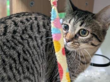 Jyn -  Domestic Short Hair Cat for Adoption in Adrian, Michigan - Jyn | PetCurious