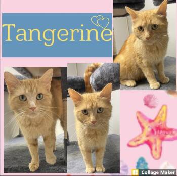 Tangerine -  Domestic Short Hair Cat for Adoption in Clearfield, Pennsylvania - Tangerine | PetCurious