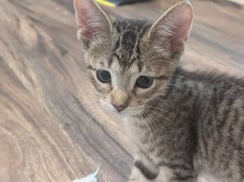 Tiger -  Domestic Short Hair Cat for Adoption in North Richland Hills, Texas - Tiger | PetCurious