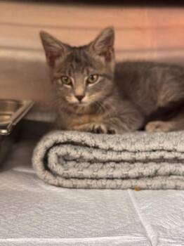 Beans -  Domestic Short Hair Cat for Adoption in Shelbyville, Tennessee - Beans | PetCurious