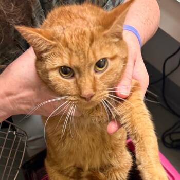 Pyrite -  Domestic Short Hair Cat for Adoption in Charlottesville, Virginia - Pyrite | PetCurious