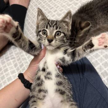 Lil -  Domestic Short Hair Cat for Adoption in Danbury, Connecticut - Lil | PetCurious