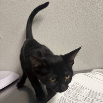 Rescue Domestic Short Hair Cats for Adoption in San Jacinto, California - Mira | PetCurious