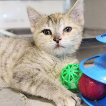 Sandy -  Domestic Short Hair Cat for Adoption in Des Moines, Iowa - Sandy | PetCurious