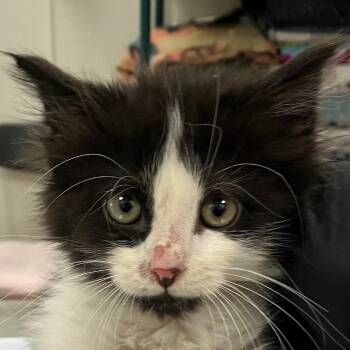 Janet -  Domestic Medium Hair Cat Available for Adoption in Las Cruces, New Mexico - Janet | PetCurious