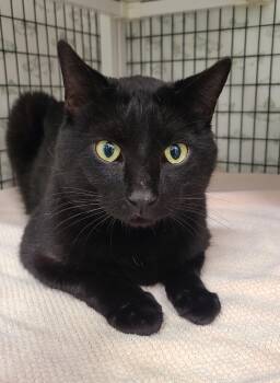 Domestic Short Hair Cats Available for Adoption in Kirkland, Washington - Chibi | PetCurious