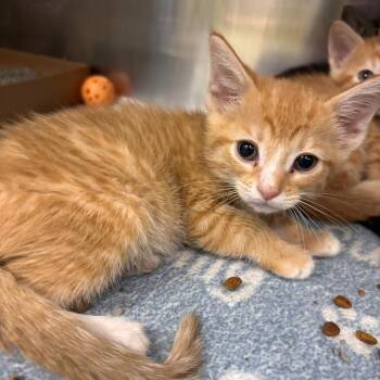 Domestic Short Hair Cats Available for Adoption in Belleville, Illinois - Gertie | PetCurious