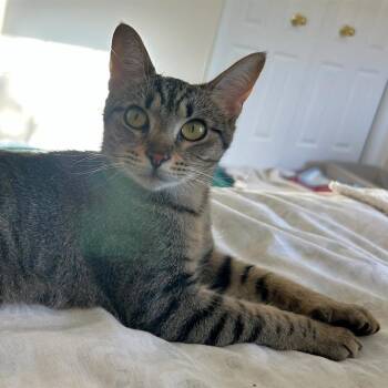 Rescue Egyptian Mau and Bombay Cats for Adoption in Fairfax, Virginia - Buttercup | PetCurious