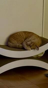 Rescue Domestic Short Hair Cats for Adoption - Cheddar | PetCurious