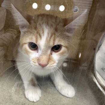 Domestic Short Hair Cats Available for Adoption - Dua | PetCurious