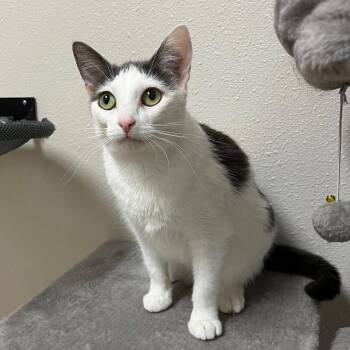 Domestic Short Hair Cats Available for Adoption in Yankton, South Dakota - Neyla | PetCurious