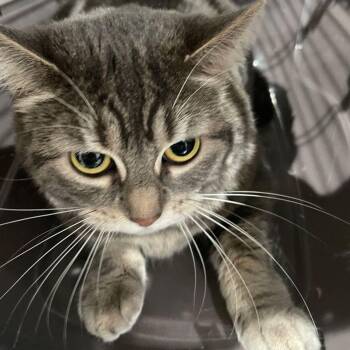 Domestic Short Hair Cats Available for Adoption in Lake Havasu City, Arizona - Angie | PetCurious