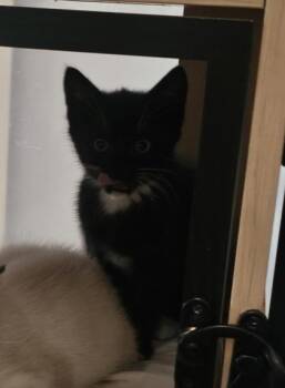 Noi -  Domestic Short Hair Cat for Adoption in Hillsboro, Oregon - Noi | PetCurious