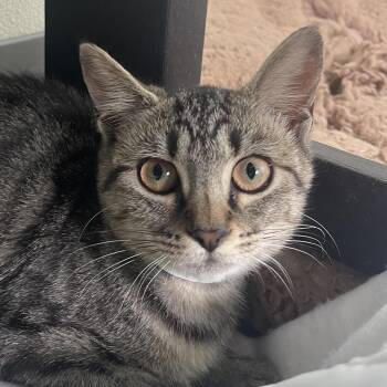 Mallard -  Domestic Short Hair Cat for Adoption in New Philadelphia, Ohio - Mallard | PetCurious