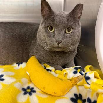 Grayson -  Domestic Short Hair Cat for Adoption in Buffalo, New York - Grayson | PetCurious
