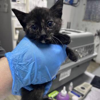 Domestic Short Hair Cats Available for Adoption in Summerville, South Carolina - Scrunchie | PetCurious