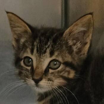 Torpedo -  Domestic Short Hair Cat for Adoption in Palestine, Texas - Torpedo | PetCurious