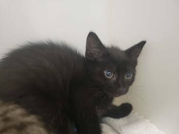 Domestic Short Hair Cats Available for Adoption in Delson, Quebec - BERTHA | PetCurious