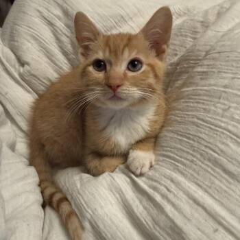 Rex -  Domestic Short Hair Cat for Adoption in Asheville, North Carolina - Rex | PetCurious