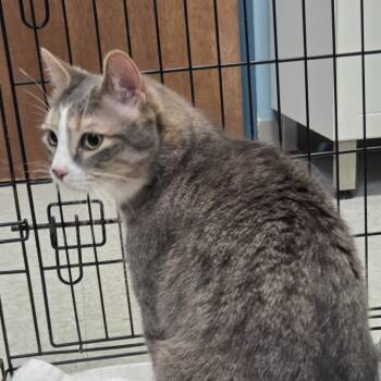 Rescue Domestic Short Hair Cats for Adoption in Branson, Missouri - Cena | PetCurious