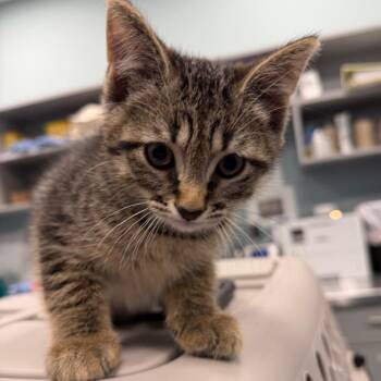 Domestic Short Hair Cats Available for Adoption in Greensboro, North Carolina - Euro | PetCurious