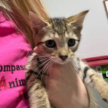 Lynx -  Domestic Short Hair Cat for Adoption in Wappingers Falls, New York - Lynx | PetCurious