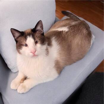 Leo -  Siamese and Snowshoe Cat for Adoption in High Ridge, Missouri - Leo | PetCurious