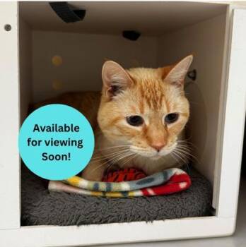 Garfield -  Siamese and Domestic Short Hair Cat for Adoption in Kalispell, Montana - Garfield | PetCurious