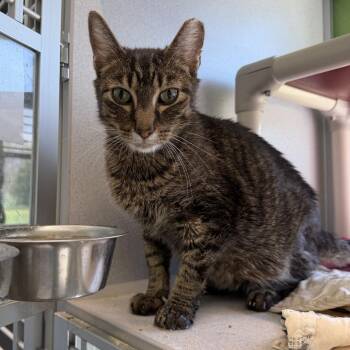 Domestic Short Hair Cats Available for Adoption in Bloomington, Illinois - Bobby | PetCurious