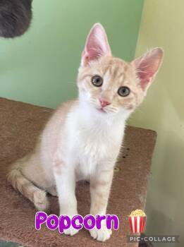 Rescue Domestic Short Hair Cats for Adoption in Rossville, Georgia - Popcorn | PetCurious