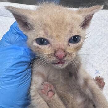 Domestic Short Hair Cats Available for Adoption in Summerville, South Carolina - Tissue | PetCurious