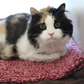 Skrimp -  Domestic Long Hair Cat for Adoption in Gloucester, Virginia - Skrimp | PetCurious